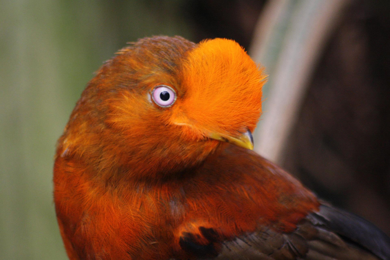 cute orange things