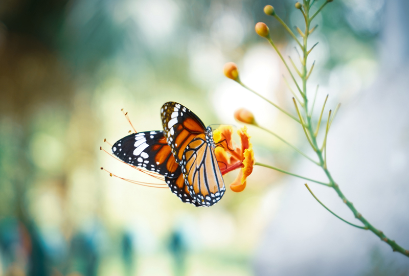 White Butterfly Meaning: What Do White Butterflies Symbolize? - Color  Meanings