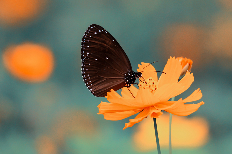 black butterfly meaning