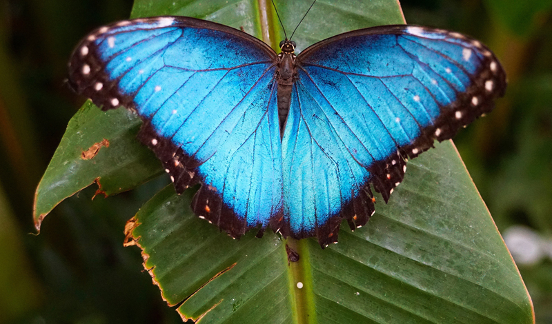 blue butterfly meaning