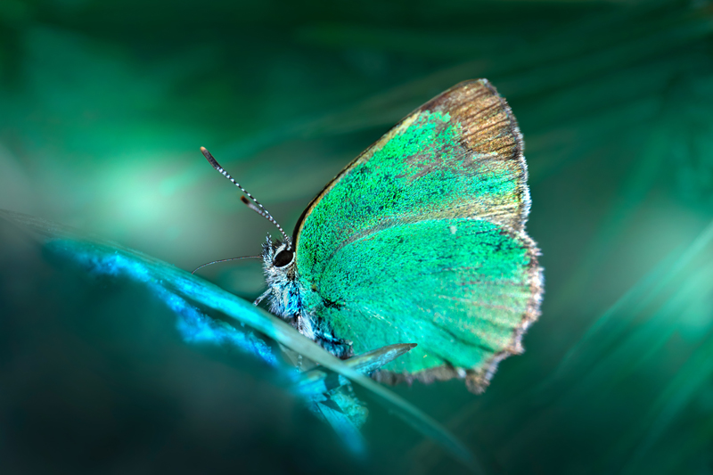 green butterfly color meaning