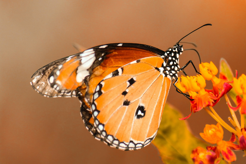 orange butterfly meaning