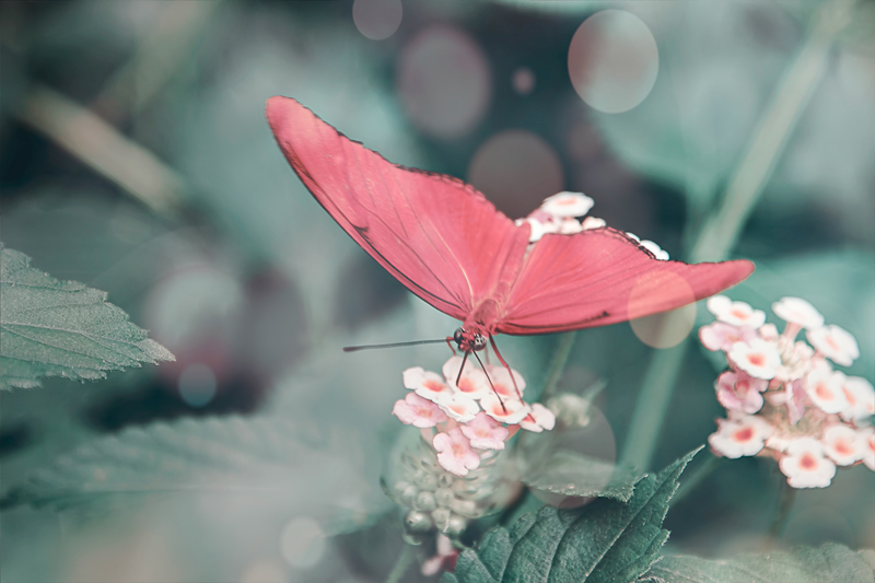 pink butterfly meaning