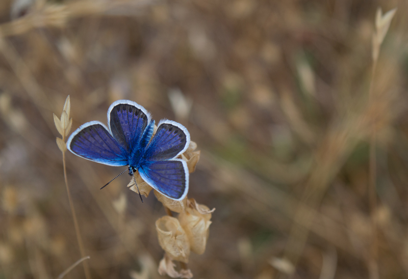 purple butterfly meaning