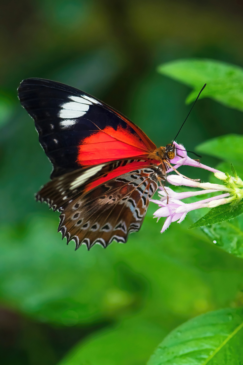 red butterfly meaning