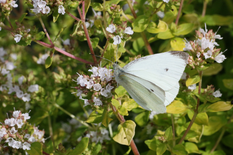 white butterfly meaning