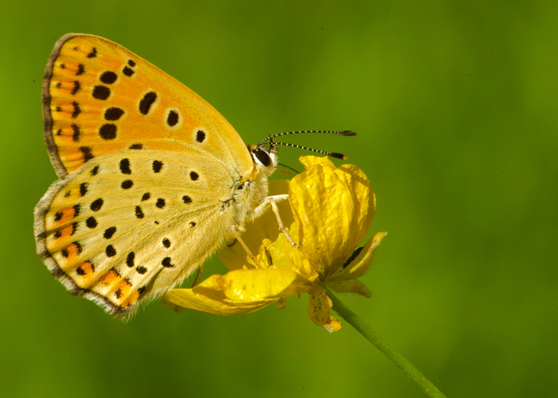 yellow butterfly meaning