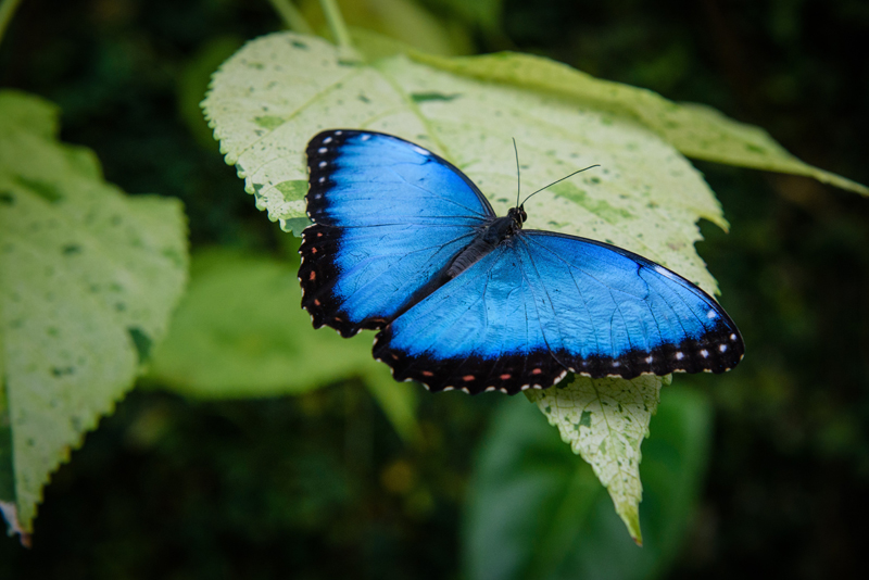 butterfly colors and meanings