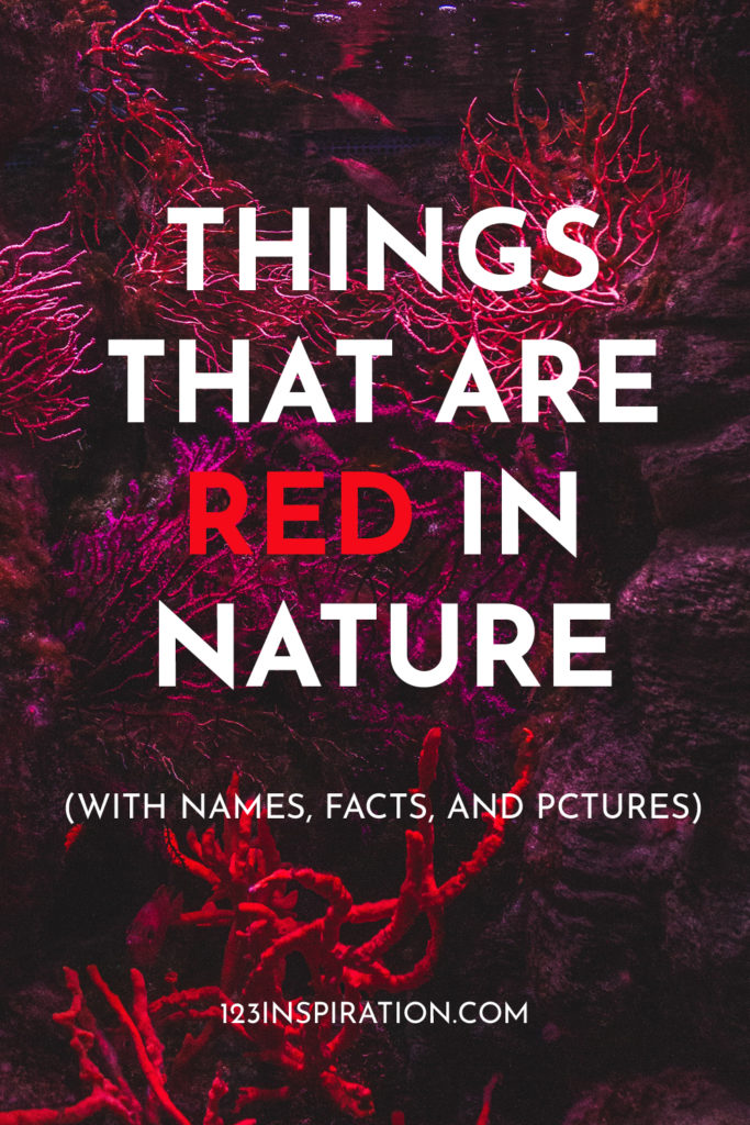 45 things that are red in nature. The color red comes in shades from pale red to rich, dark red, and everything in between. 