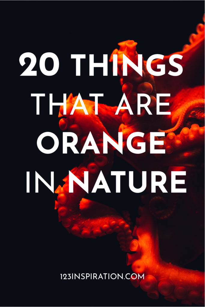 things that are orange in nature
