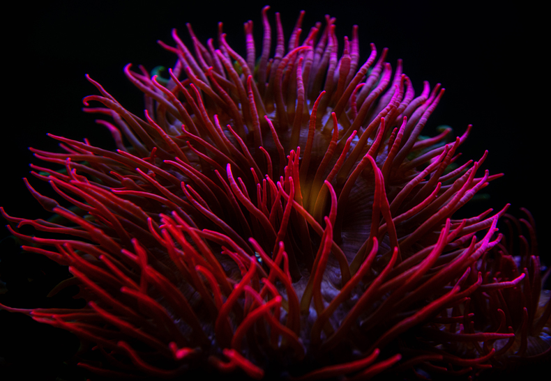 Another sea creature, anemones look like small plants or flowers. You can find them in coral reefs and tide pools in warmer regions across the world. Anemones are often red, sometimes a paler pinky-red or a rich, deep burgundy shade. 