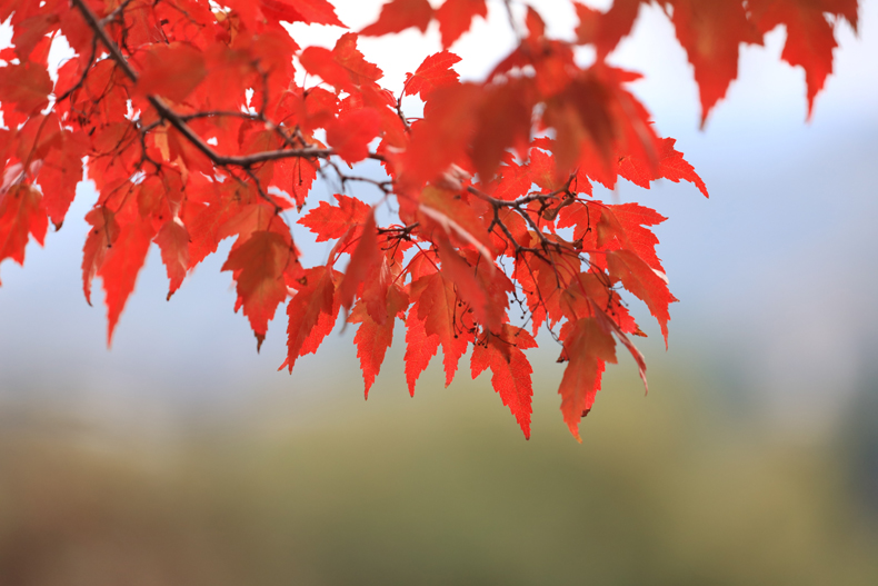 red autumn e leaves