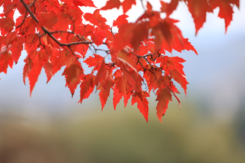 While most leaves are green, deciduous leaves put on a spectacular color show in the fall. As the temperature drops, the leaves turn yellow, orange, and red. The sight of an autumn woodland is spectacular with its rich fall colors. 