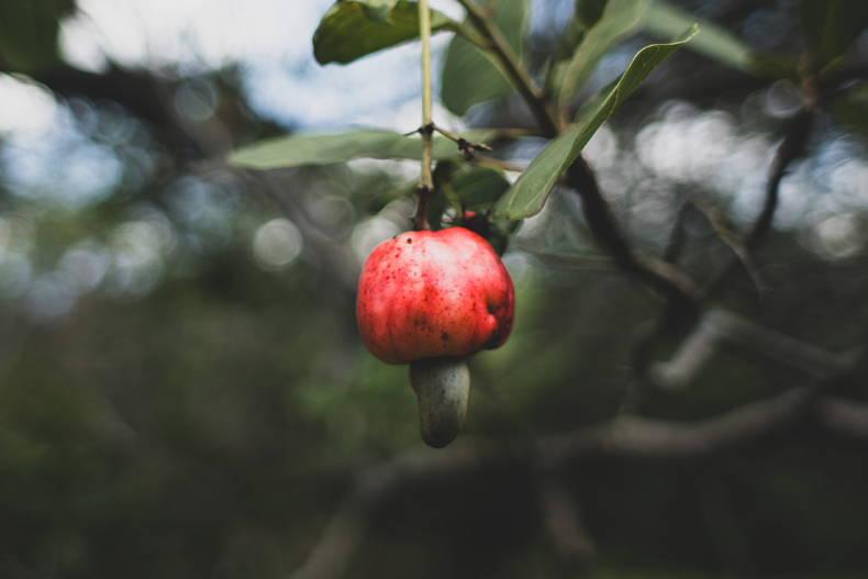 You might know the cashew as a small, tasty brown nut. But did you know it doesn’t have a shell and instead grows from a bright red fruit? The cashew fruit is also edible and can be eaten raw or cooked, but it perishes quickly. 