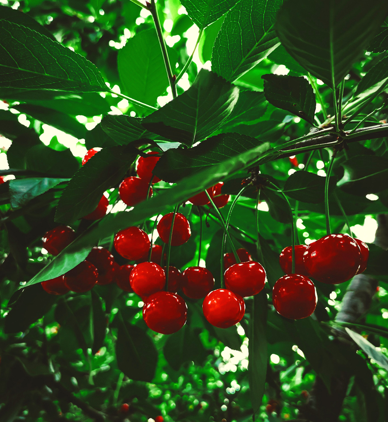 red things in nature cherries