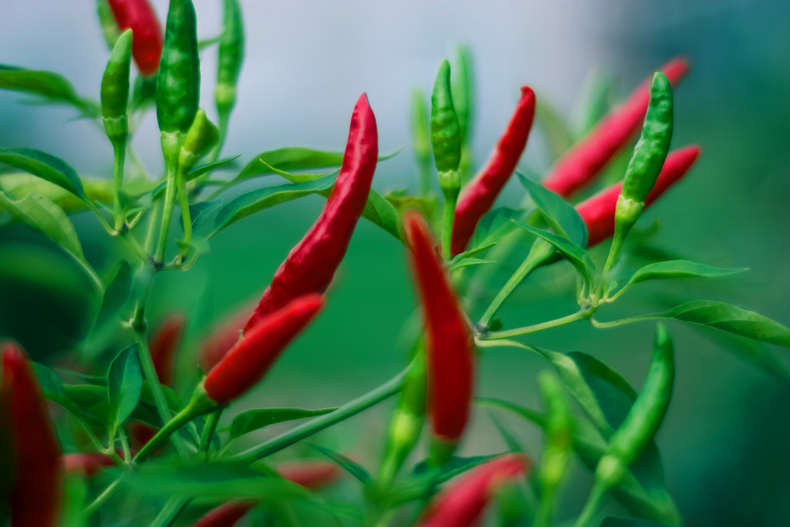 Chili peppers are spicy little peppers that turn from green to red when ripe. The bright color and spicy taste are warning signs to stay away! But a chili pepper is an essential ingredient for many delicious recipes. 