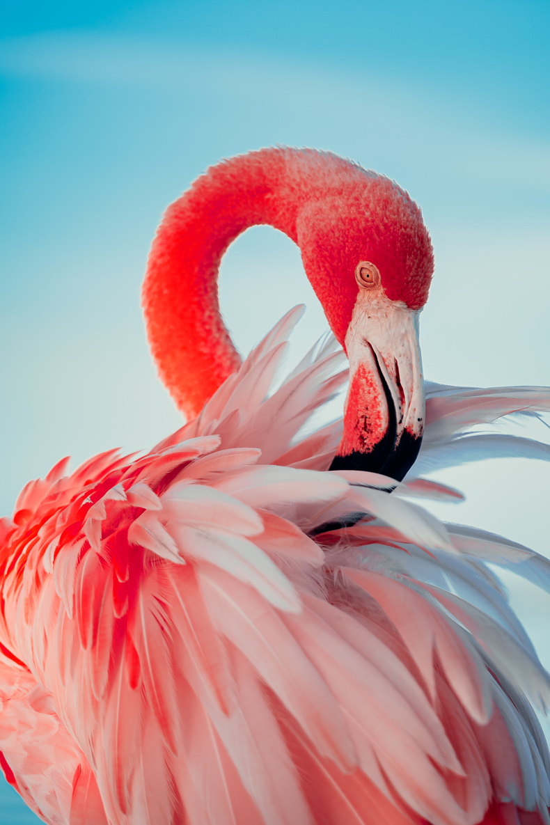 Flamingos get their bright coloring from the food they eat. Algae containing carotenoids is a flamingo’s favorite food in their natural environment. It’s this beta-carotene pigment that makes them turn such a vibrant color. Depending on their diet, flamingos can range from pale pink to fiery red. 