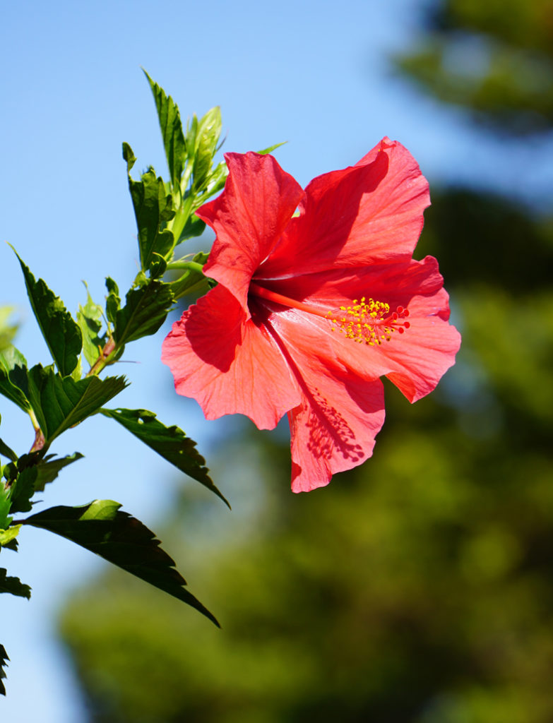 The hibiscus is a flowering plant that produces beautiful red flowers. The flowers are edible and make a delicious tea with a sweet yet tart flavor. Hibiscus contains antioxidants that are good for the immune system. 