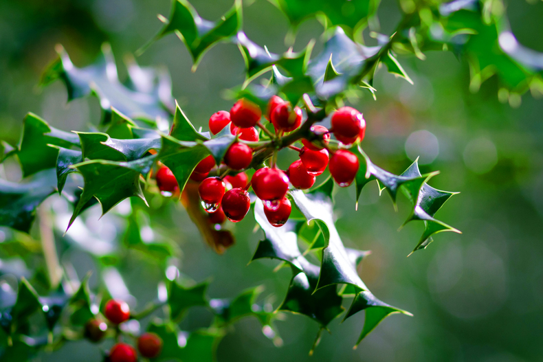 Thanks to its rich red berries and dark green leaves, holly is often used as a Christmas decoration. However, the berries are poisonous, so don’t be tempted to eat them. 
