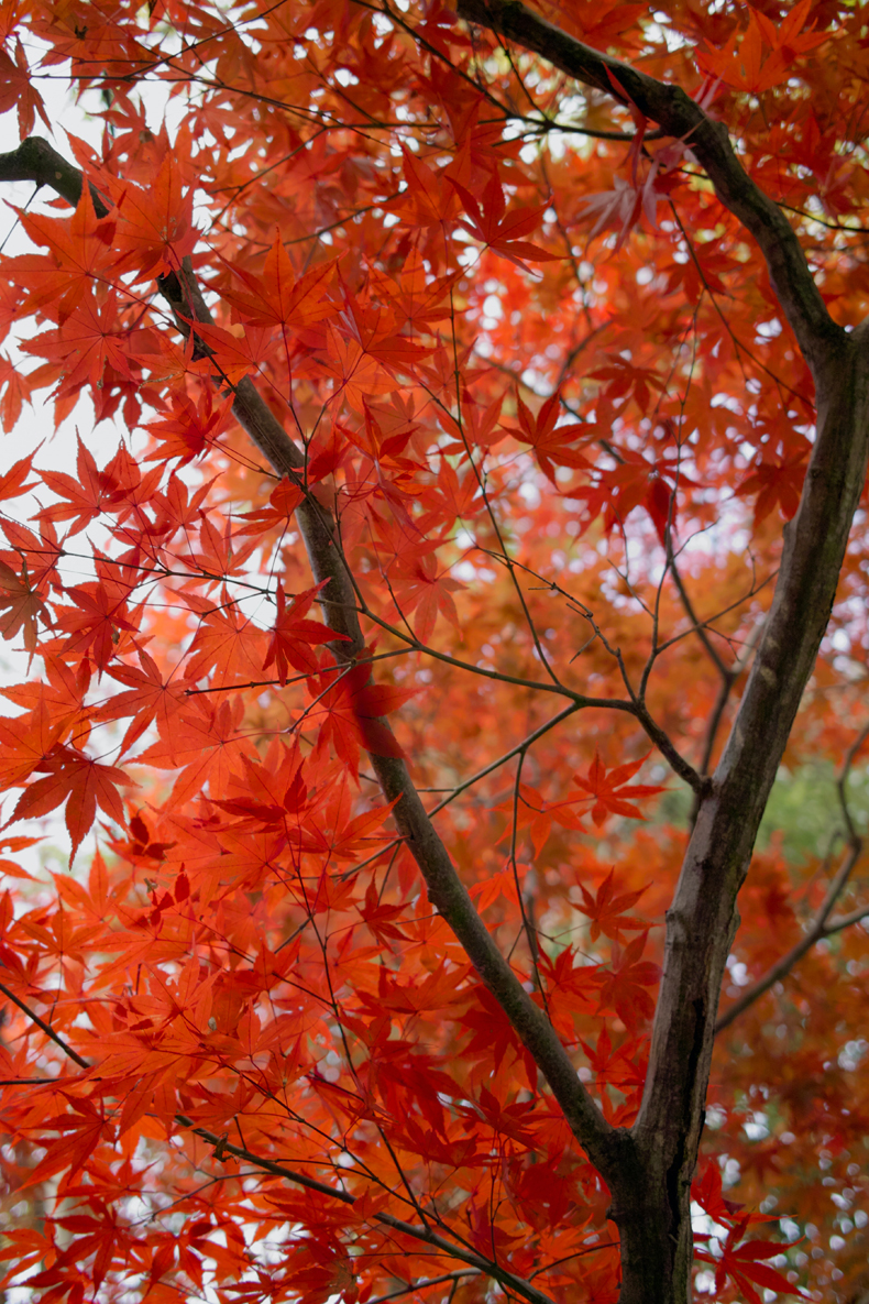 While some trees develop red leaves in the fall, others are red all year. The Japanese maple is a prime example. This striking tree has delicate leaves with a bold, bright red coloring. It’s very picturesque and a popular choice for ornamental gardens.