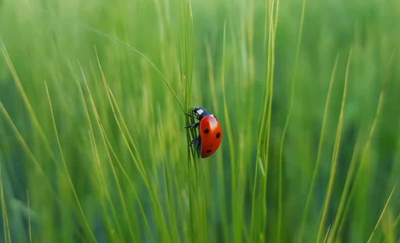 things that are red in nature ladybugs