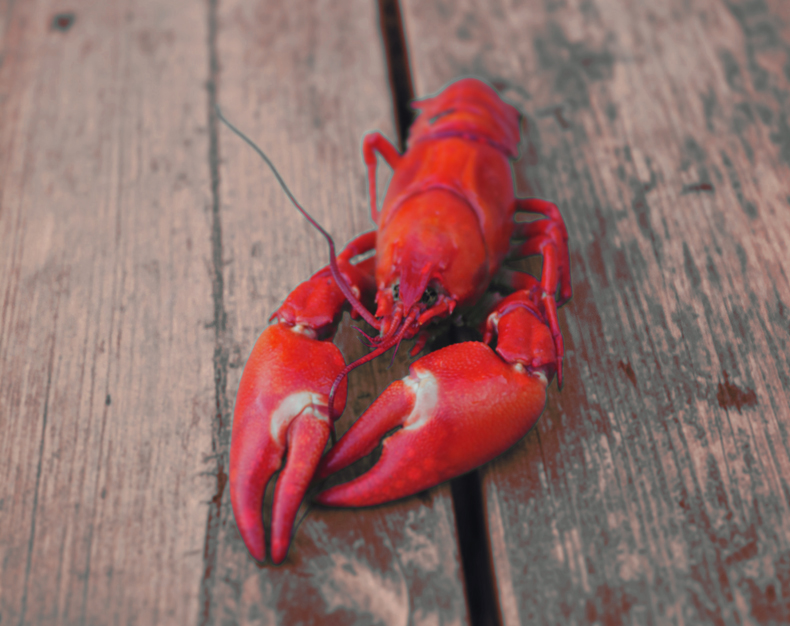 Lobsters are well known for their distinctive bright red coloring. There’s a reason why we say ‘as red as a lobster.’ But interestingly, most lobsters only turn red when cooked. The majority are brown, although you can also find white, orange, and even blue lobsters in nature. 