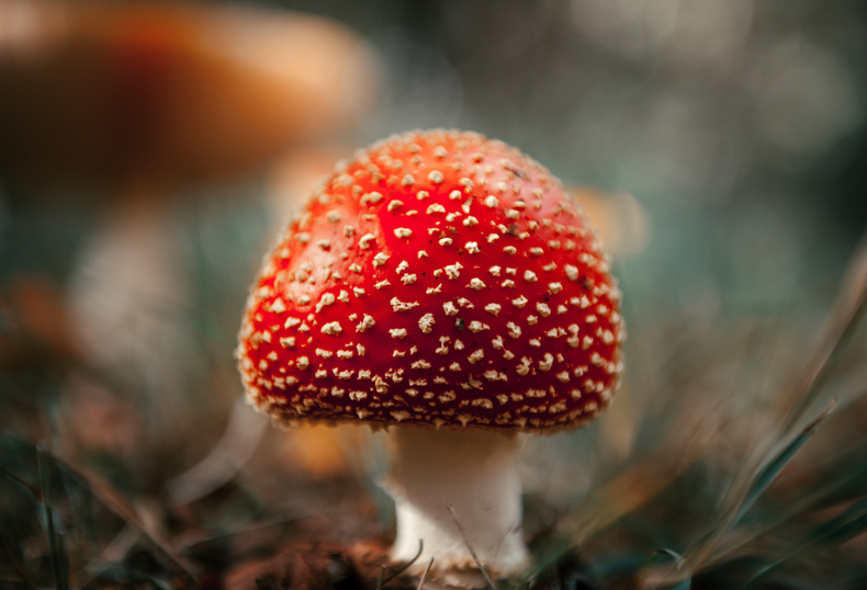 There are several types of red mushrooms, and generally, it’s a sign to stay away. For example, the fly agaric and the russula emetica are both toxic red mushrooms. 