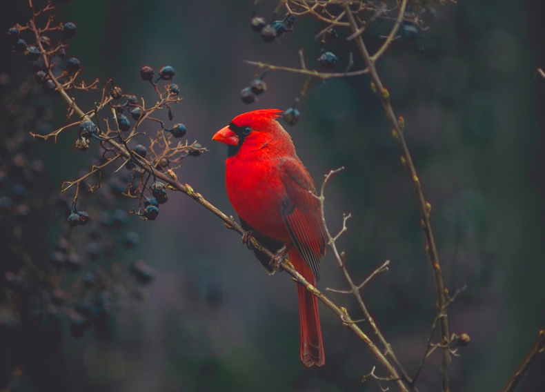 There are fewer red birds and animals in nature, as most use camouflage to hide from predators. But the Northern cardinal is an exception to this rule. The male Northern Cardinal is a gorgeous bird with an eye-catching, deep red coloring. In particular, they stand out in the winter months against a backdrop of snow. 