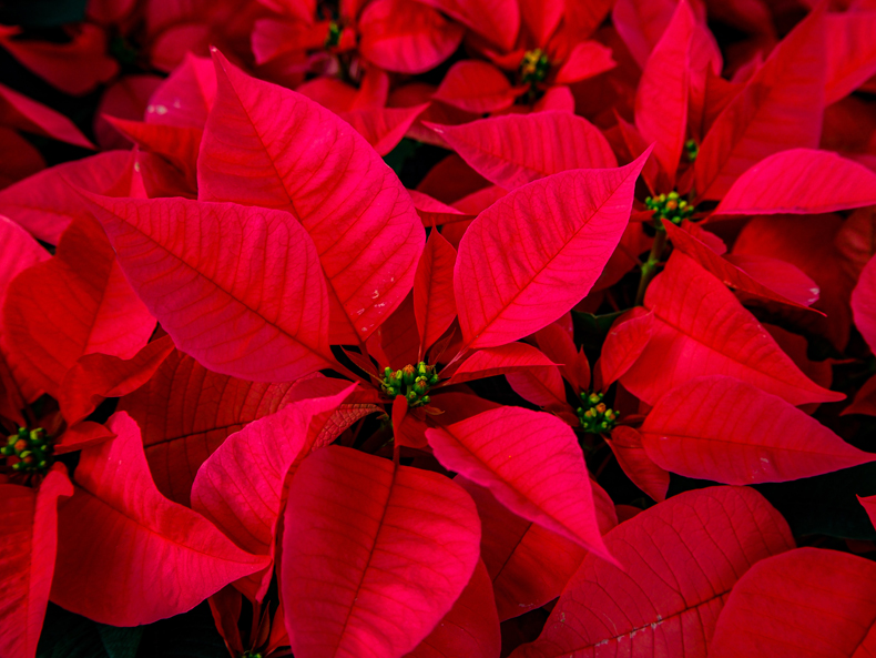 things that are red in nature poinsettia