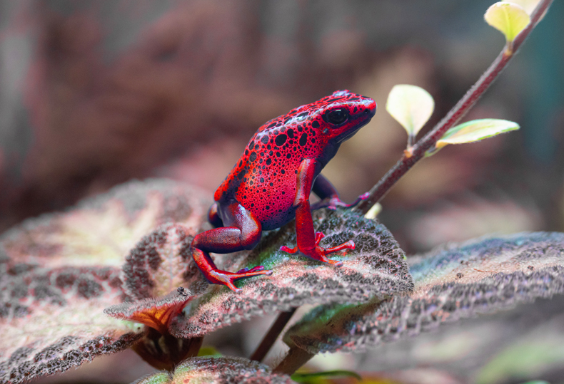 These tiny frogs are highly toxic and even lethal if touched or eaten. So, their vibrant red color is a warning sign to stay away. These frogs also come in bright blue, golden yellow, and other colors. 