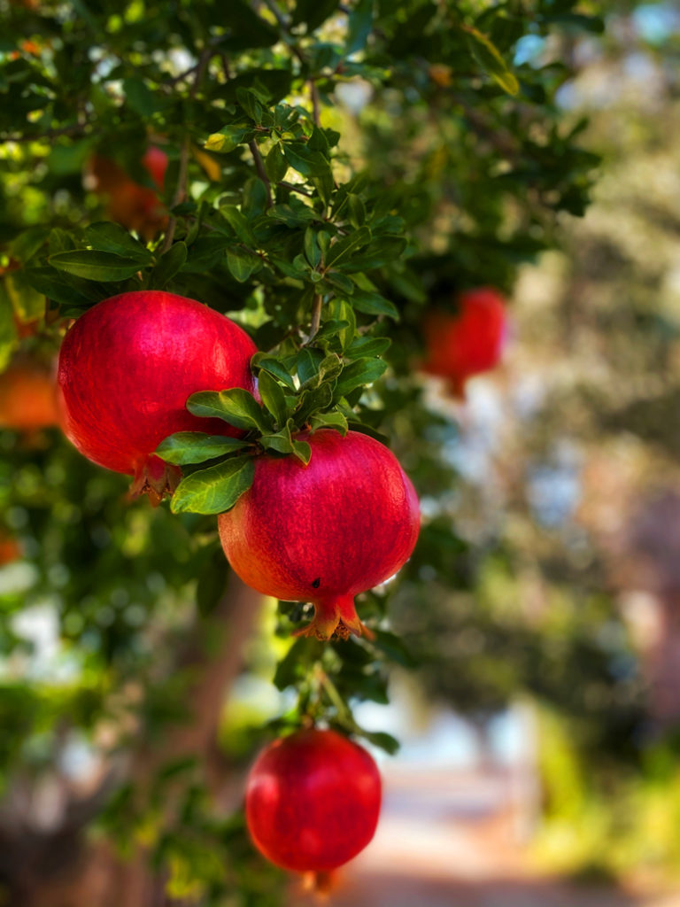 Pomegranates grow naturally across the Mediterranean, Middle East, and much of Asia. They also thrive in areas of the USA, particularly in California. The outer skin has a paler orange or pink shade. But the pomegranate seeds inside are a rich, jewel red color. 