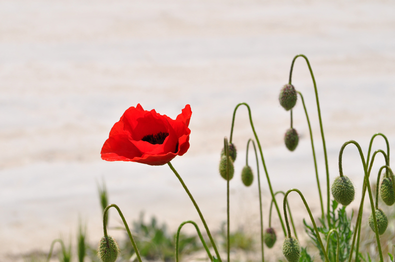 Poppies are delicate and beautiful flowers with a brilliant red color. What’s unusual about these flowers is that they only last a day or two. And then, the red petals start to drop away.