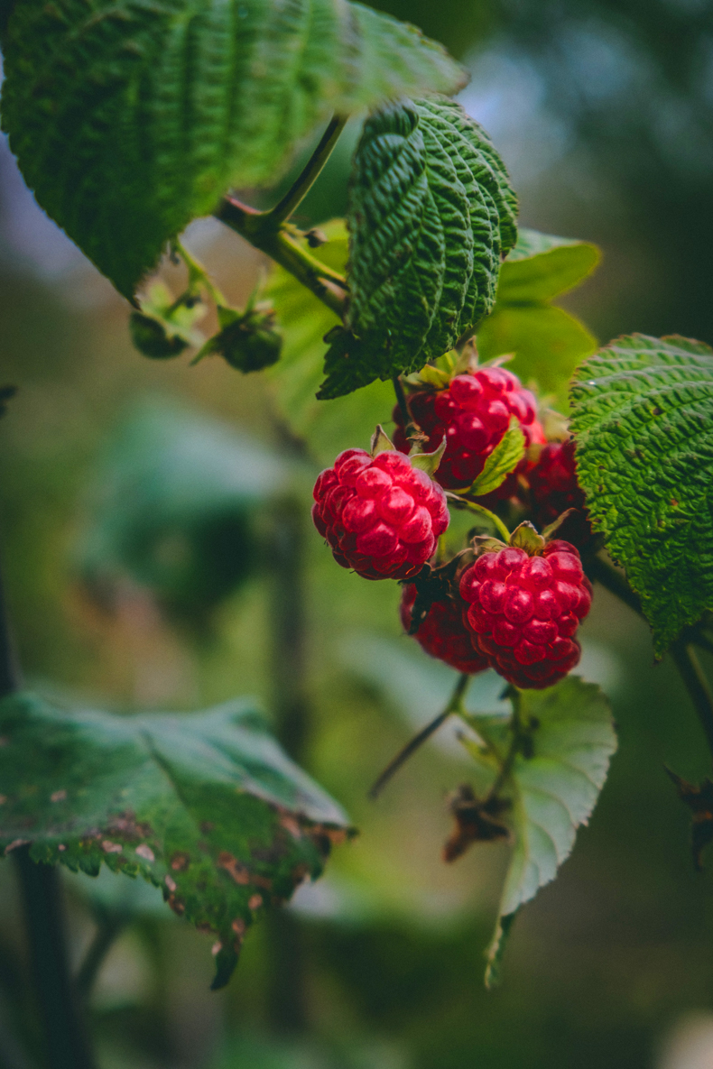 Raspberries are a softer berry without a stone in the center. They are a dark pinkish-red color and grow best in temperate climates.