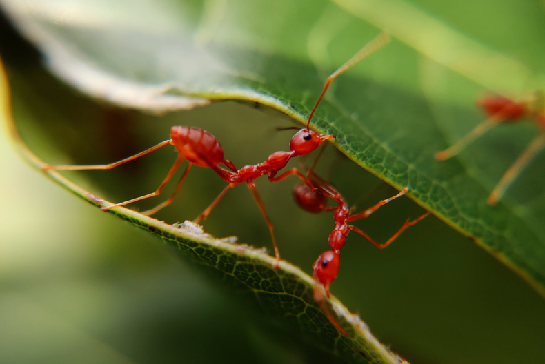 things that are red in nature red ants