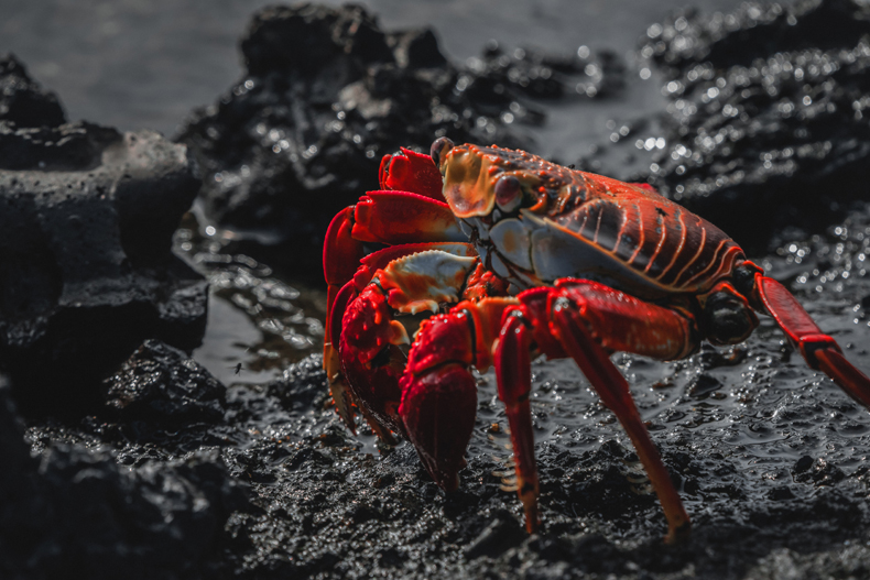 In comparison with lobsters, the red crab has a true red coloring (including when alive). There are many crabs, but some red varieties include the Christmas Island and the Red King crab. While the latter is edible, Christmas Island crabs are not. 