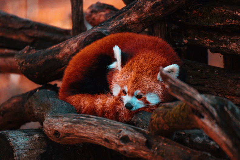 Another iconic red animal is the red panda. These animals live in the Himalayan region and spend most of their lives in the treetops. They have distinctive reddish-brown fur with white marks on their faces. Red pandas’ closest relatives are raccoon, not the giant panda, as commonly believed. 