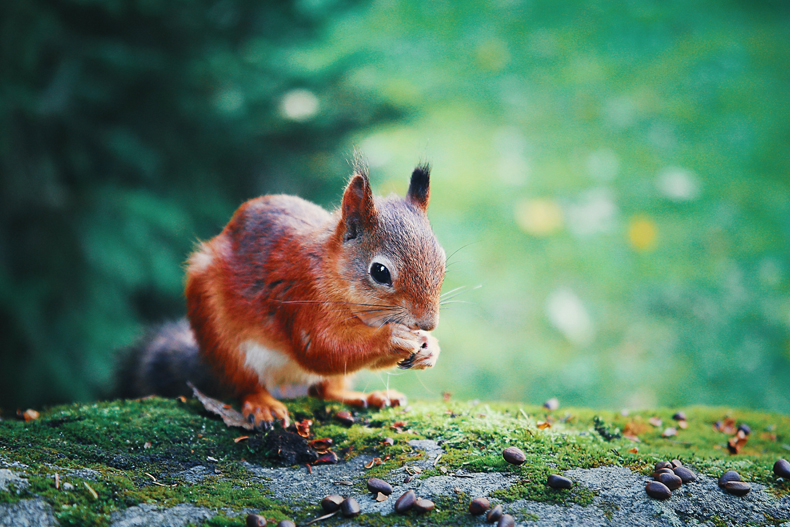things that are red in nature squirrel