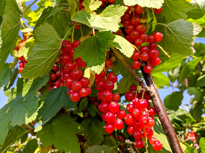 In contrast with strawberries, redcurrants are tiny berries with a tart taste. You can eat them fresh, but the sour taste might put you off. However, they are delicious in jams, tarts, and jellies. 