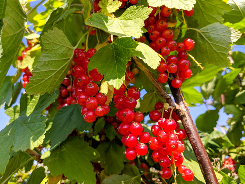 things that are the color red redcurants