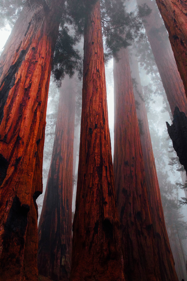 The majestic redwood trees grow along much of the west coast of the USA. They have a rich, reddish-brown bark and can reach almost 400 feet in height. 