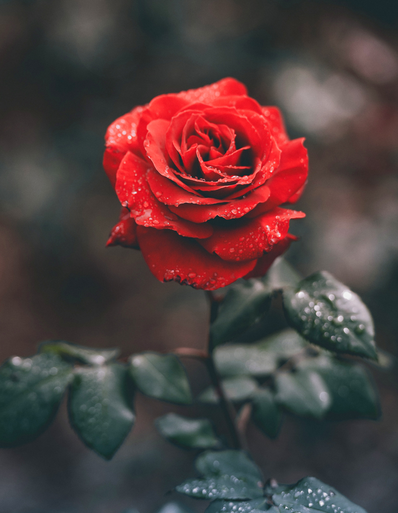 As the rhyme goes, “roses are red, violets are blue.” So, what better flower to start with in this list of things that are red in nature. Red roses signify love and romance. And that’s why they are a beautiful gift for the one you love. 