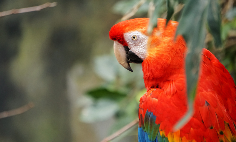This gorgeous bird is also one of the most colorful on this list. Not only does it have a gorgeous scarlet coloring, but it also has green, yellow, and blue feathers. 