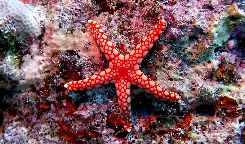 These curious creatures are often found in tide pools and shallow ocean areas. They often have a reddish-orange color, although they also come in other colors. Fun fact: Starfish are not actually fish but marine invertebrates.