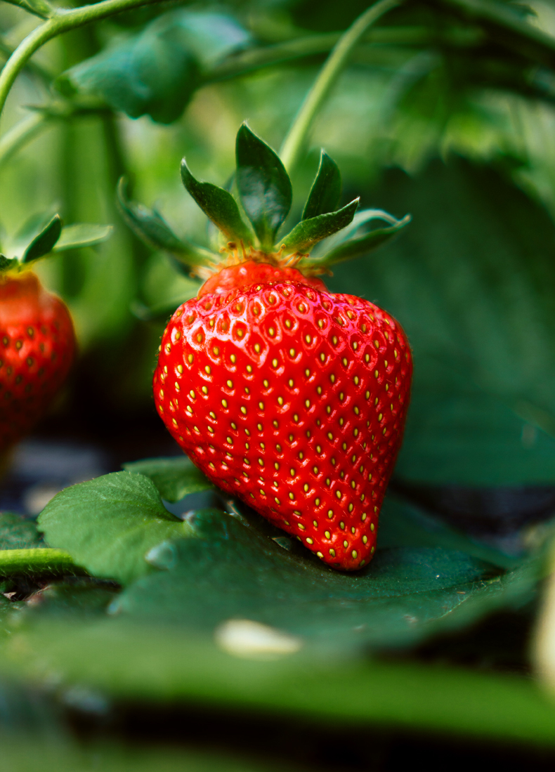 red things in nature strawberries