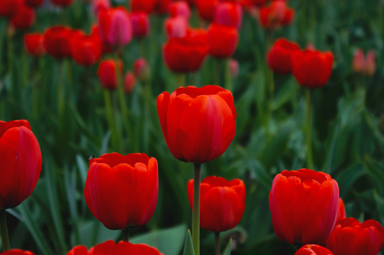 Although tulip flowers originated in Turkey, they now grow all over the world. The Netherlands is famous for its tulip fields that look spectacular in the spring. Tulips come in many colors, but red is one of the most common varieties.