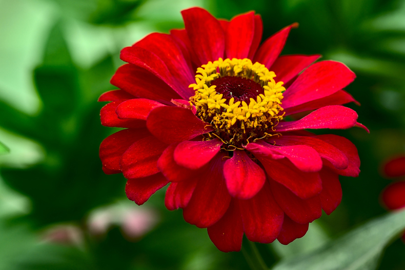 things that are red in nature zinnia
