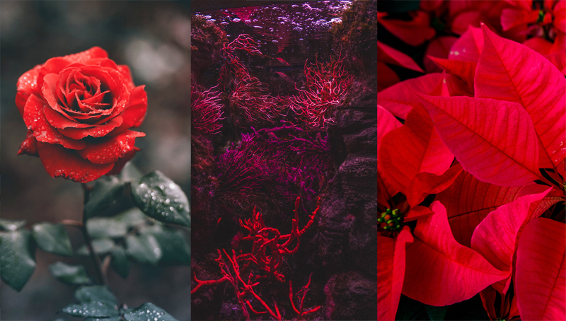 Red is one of the most eye-catching colors around! 

It can signify love and romance but also danger. You’ll find red in abundance in nature, but it can also be a warning sign to stay away. 

The color red comes in shades from pale red to rich, dark red, and everything in between.