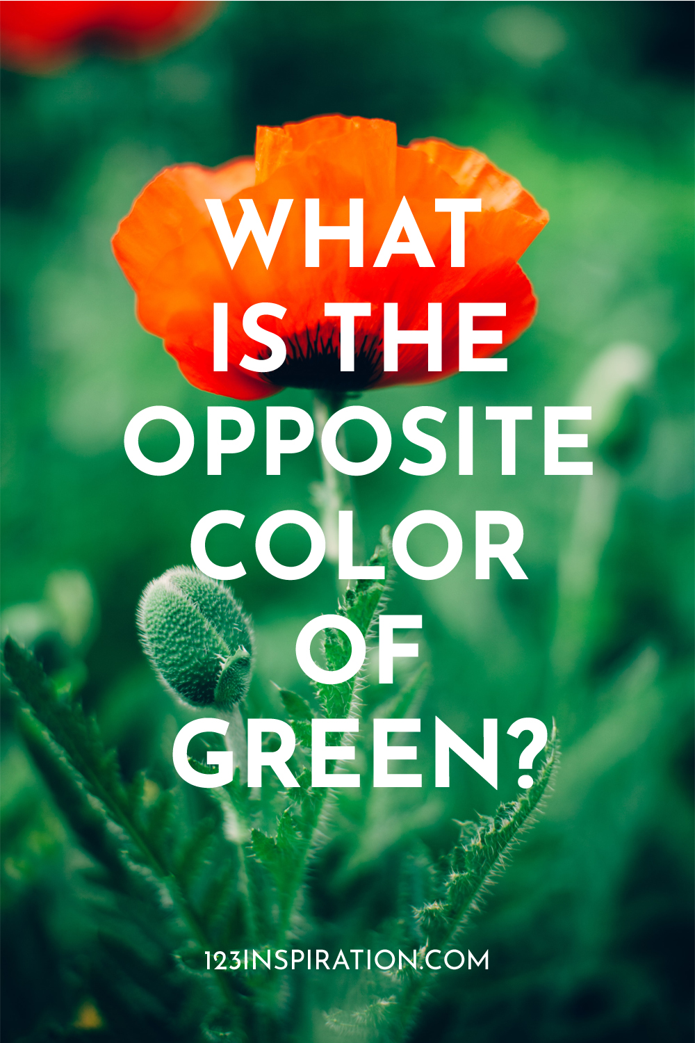 understanding-2024-s-opposite-of-green-complementary-color-123